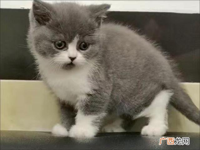 猫咪可以吃什么,猫咪可以吃栗子吗？