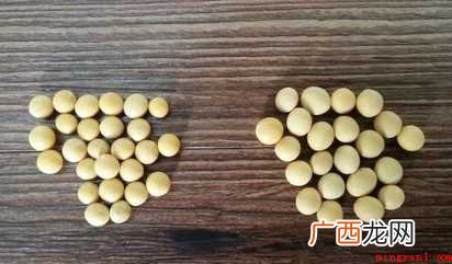 在家如何生黄豆芽