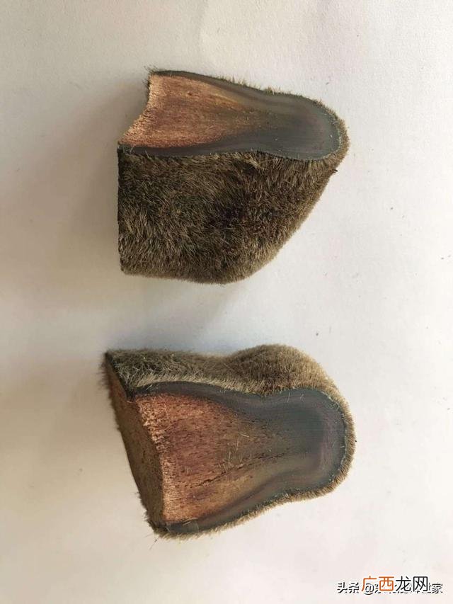 鹿茸一次吃多少克,鹿茸怎么吃？