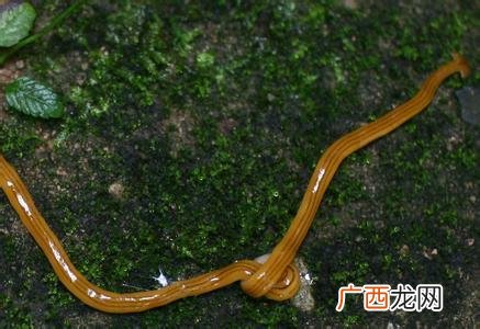 一个门一个虫念什么,门里面有个虫读什么？