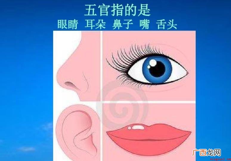 人们对美有一种特殊的追求 五官指的是什么