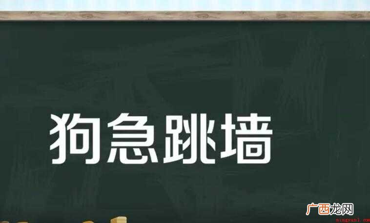 狗急跳墙是什么意思