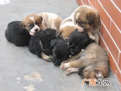 狗是哪一年出生的,1982是什么年天干地支纪年？