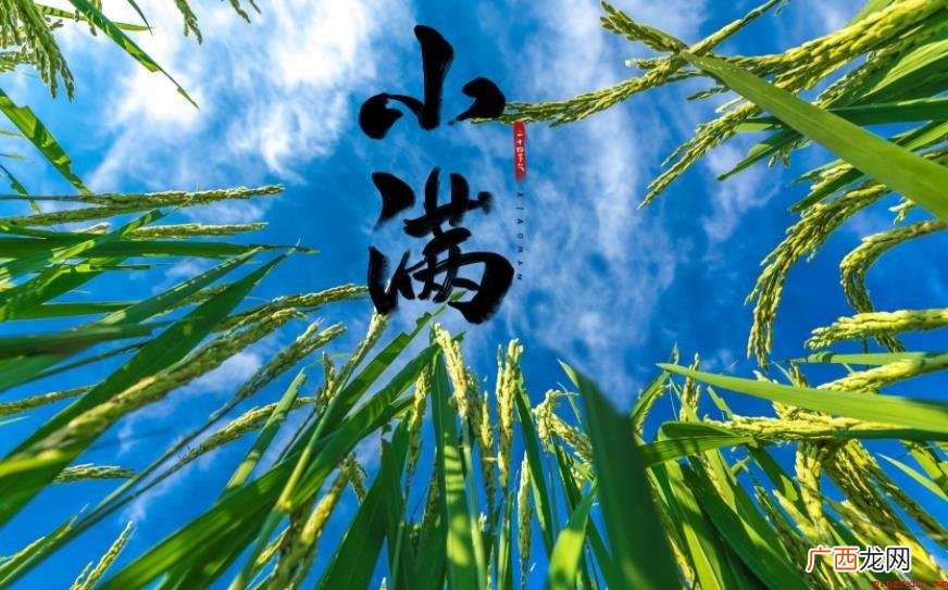 小满的古诗有哪些呢?_健康频道 小满的古诗有哪些