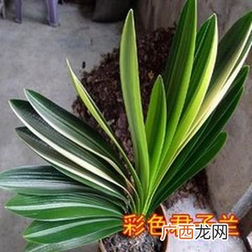 君子兰能晒太阳吗,君子兰被暴晒一天能活多久？