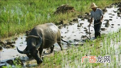 穑是什么意思,务资稼穑的意思？