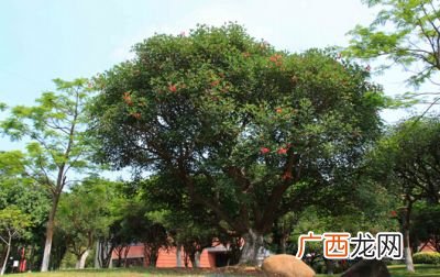 门前栽什么树风水好,家门前种什么树好？
