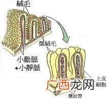 化生是什么意思,梦幻西游化生什么意思？