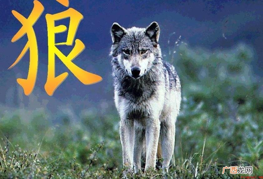 《狼子野心》文言文原文是什么