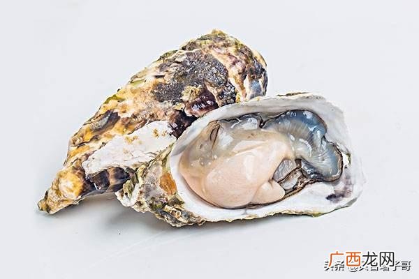 蚝是什么东西,生蚝是植物还是动物？