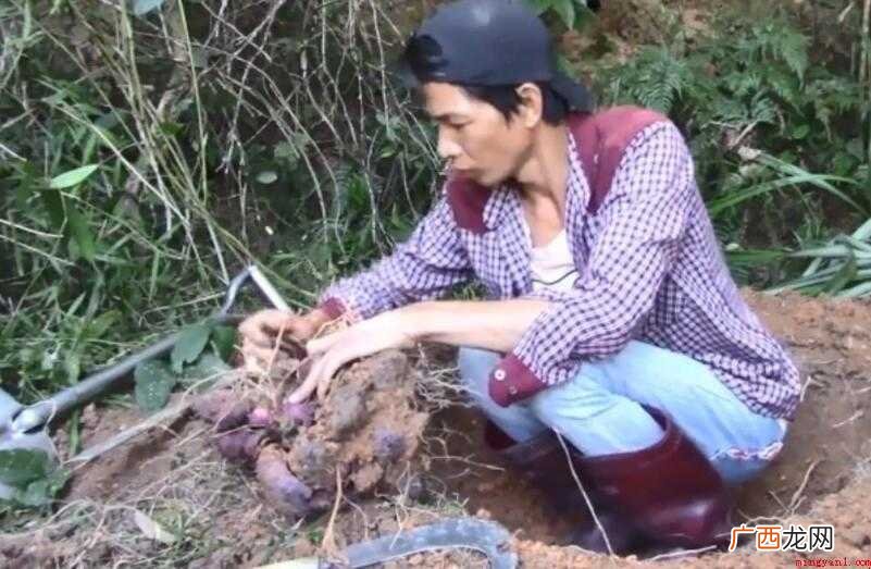 顺藤摸瓜有哪些造句- 顺藤摸瓜有哪些造句