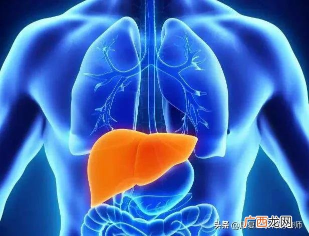 喝酒伤什么器官,喝酒对肝脏有什么危害?