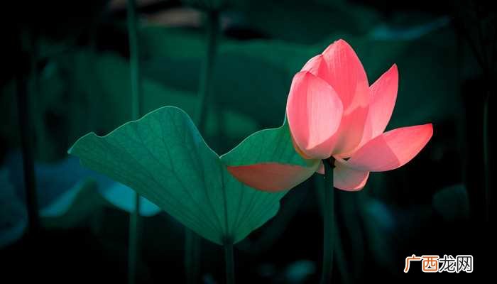 孕妇梦见荷花是什么意思