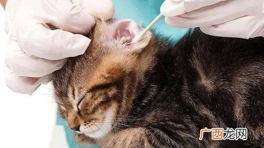 猫有耳螨怎么办,猫耳朵里长耳螨怎么办？