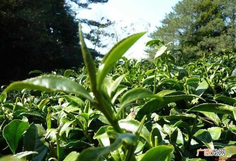 台湾省的高山茶归属于什么茶 台湾的高山茶属于什么茶