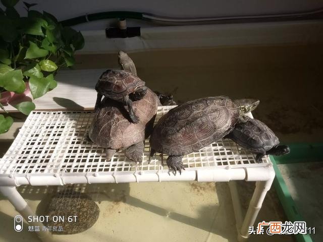 乌龟能听懂人说话吗,巴西龟能听懂人话吗？