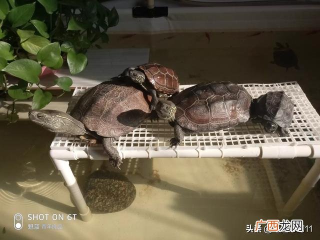 乌龟能听懂人说话吗,巴西龟能听懂人话吗？