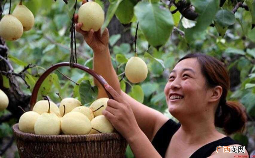 邯郸的特产是什么 邯郸有什么特产