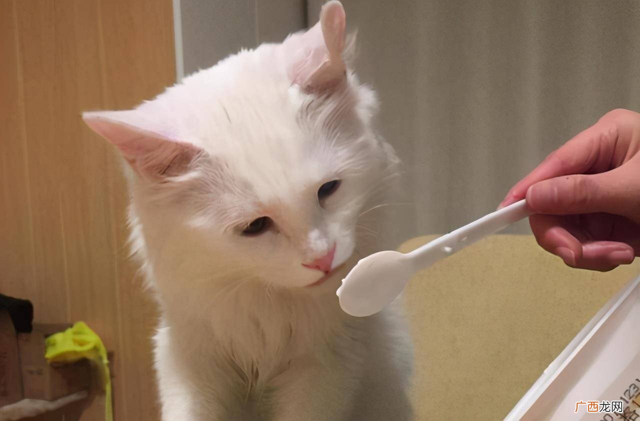 小猫可以喝酸奶吗,猫咪能吃 什么样的酸奶?