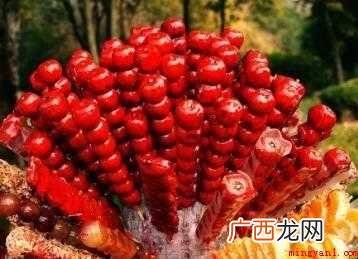 冰糖葫芦怎样做【图文】 冰糖葫芦怎样做