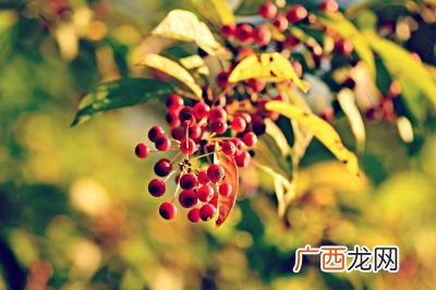 2023属什么,2023年是属什么的本命年？