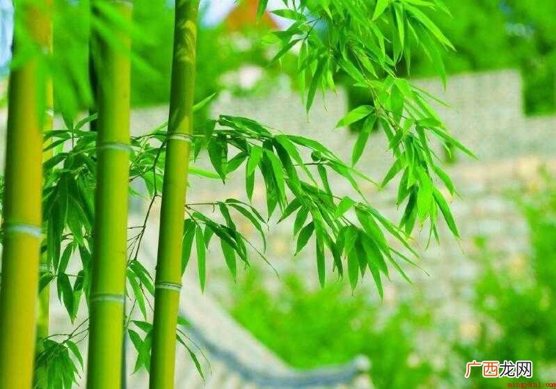 成竹在胸是什么意思?_健康频道 胸有成竹是什么意思
