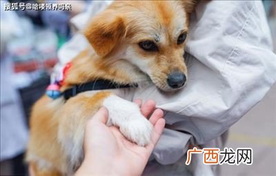 无偿领养什么意思,淘宝上1元领养猫是怎么回事？