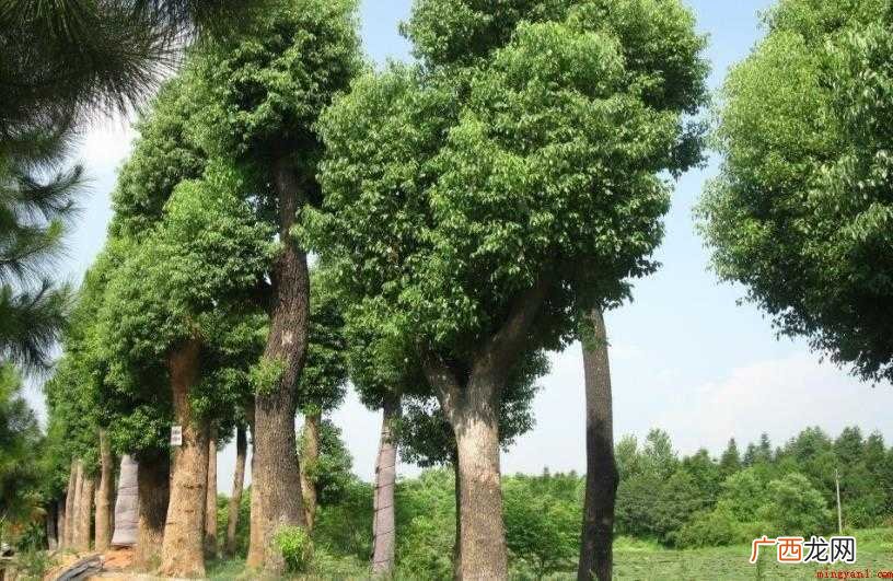 香樟树的作用都有哪些? 香樟树的作用有哪些