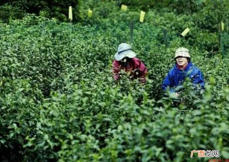 碧螺春的起源在哪里呢? 碧螺春原产地是哪里
