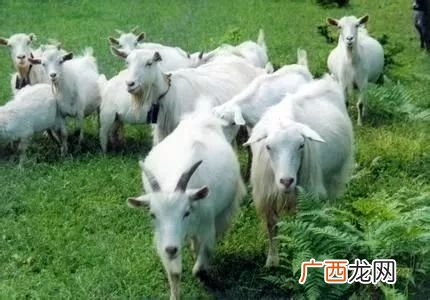 羊体温多少正常,羊的体温多少度正常？
