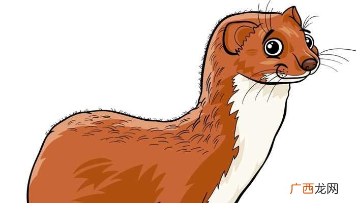 梦见黄鼠狼附身是什么意思