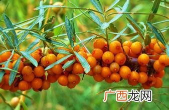 沙棘在哪里买,淘宝上卖的沙棘产品,是正品吗?