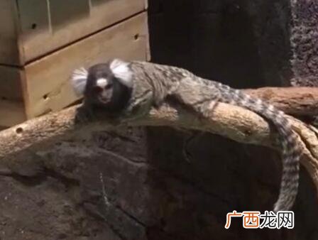 什么动物最吓人,世界上最凶猛的动物？