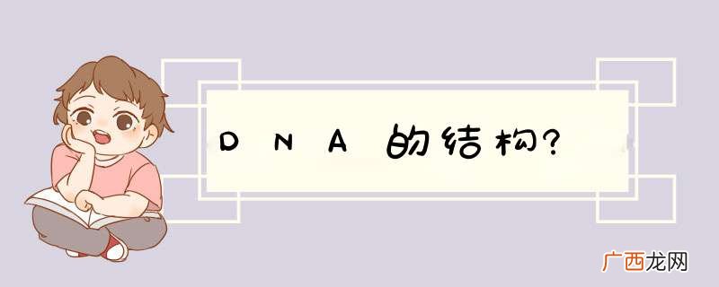 DNA的结构?