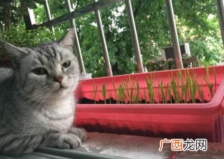 猫草对猫有什么作用,猫吃什么草可以化毛？