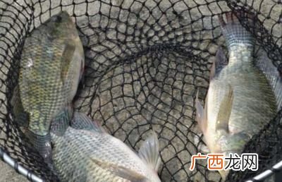 罗非鱼吃什么食物,罗非鱼吃虾吗？