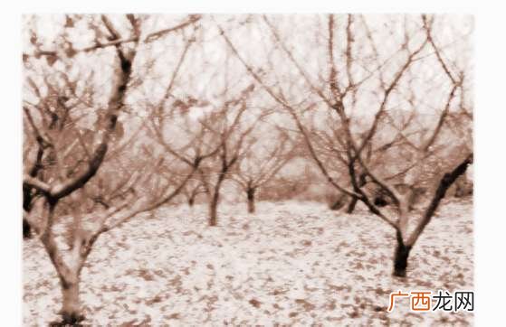 烂桃花怎么破解,64年龙年生人2018年继续经商能不能成功？