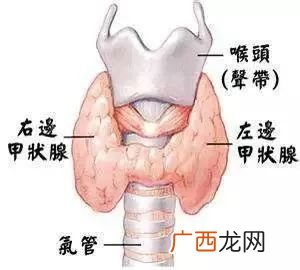 甲状腺的作用与功能是什么,甲状腺是什么功能？