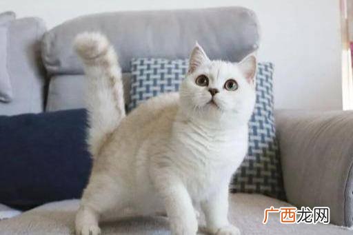 小猫呕吐是什么原因,猫呕吐怎么治疗最快？