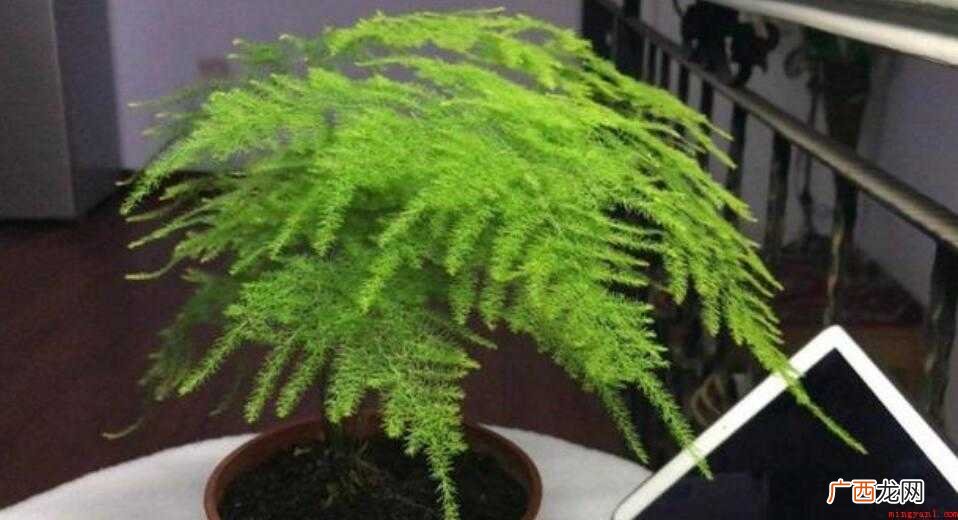 芦笋被称为优雅的竹子,叶子柔软,常年绿意味着友谊和爱情永远保 文竹喜阴还是喜阳