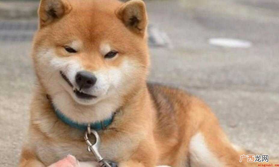 秋田犬和柴犬的区别是啥 秋田犬和柴犬的区别是什么