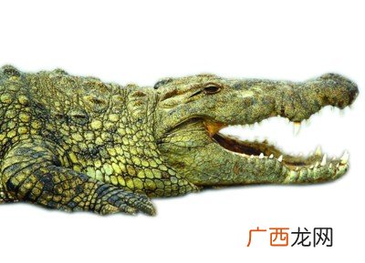 鳄鱼是爬行动物吗,鳄鱼属于爬行动物还是两栖动物？