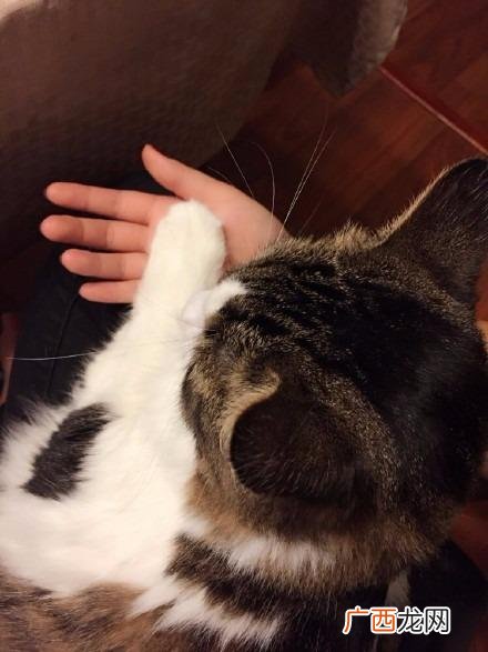 猫咪蹭你腿什么意思,为什么猫咪蹭我脚趾？