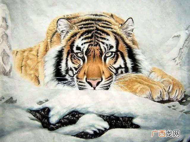 属虎是哪年出生的,2022年正月是什么虎?