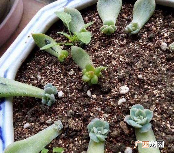 多肉叶子怎么生根,多肉叶片快速繁殖方法？