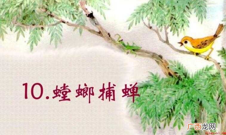 螳螂捕蝉是什么意思?_健康频道 螳螂捕蝉是什么意思