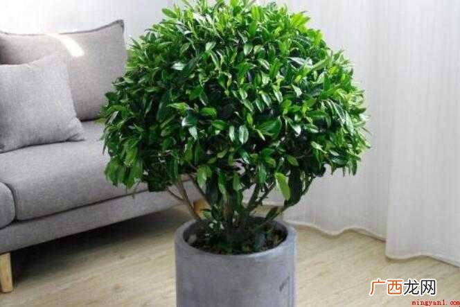 盆栽茉莉的养植方式是什么 盆栽茉莉的养殖方法是什么