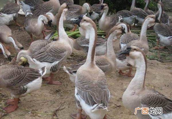 狮头鹅鹅苗多少钱,纯种特大狮头鹅苗特点？