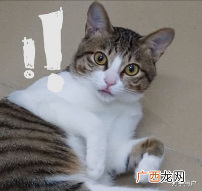 猫洗澡怎么洗,如何自己在家给猫洗澡？