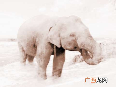 大象是什么意思,蚂蚁大象是什么意思？